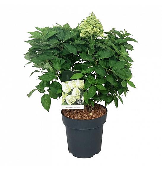 Hydrangea paniculata Little Spooky ® C15 Lit.  50-60 cm