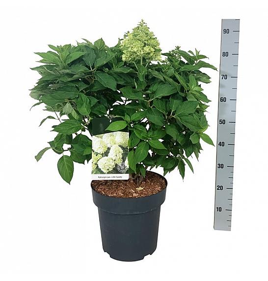 Hydrangea paniculata Little Spooky ® C15 Lit.  50-60 cm