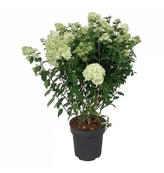 Hydrangea paniculata Petite Cherry C15 Lit. 60-80 cm