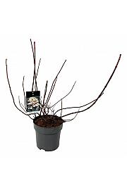 Hydrangea paniculata Wims Red C15 Lit. 60-80 cm