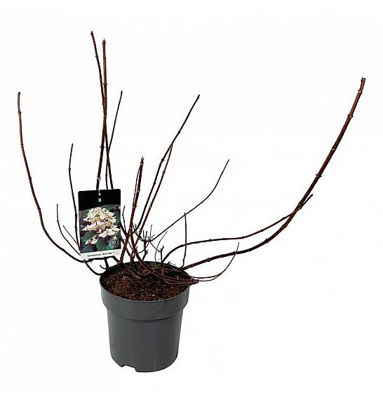 Hydrangea paniculata Wims Red C15 Lit. 60-80 cm