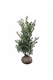 Ilex aquifolium Alaska bala 100-125 cm