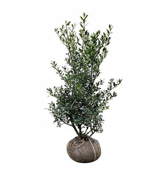 Ilex aquifolium Alaska bala 100-125 cm