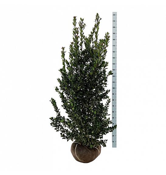 Ilex meserveae Heckenblau PBR bala 150-175 cm extra