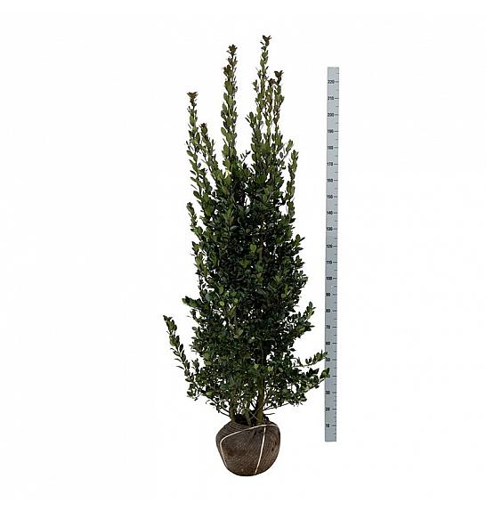 Ilex meserveae Heckenblau PBR bala 175-200 cm extra