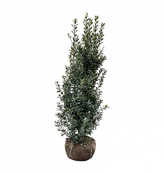 Ilex meserveae Heckenpracht bala 150-175 cm extra