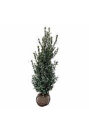 Ilex meserveae Heckenpracht bala 175-200 cm extra