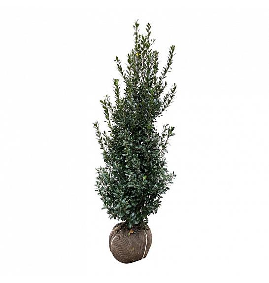 Ilex meserveae Heckenpracht bala 175-200 cm extra