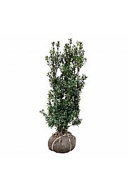 Ilex meserveae Heckenstar PBR bala 100-125 cm extra