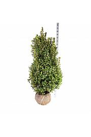 Ilex meserveae Heckenstar PBR bala 125-150 cm extra