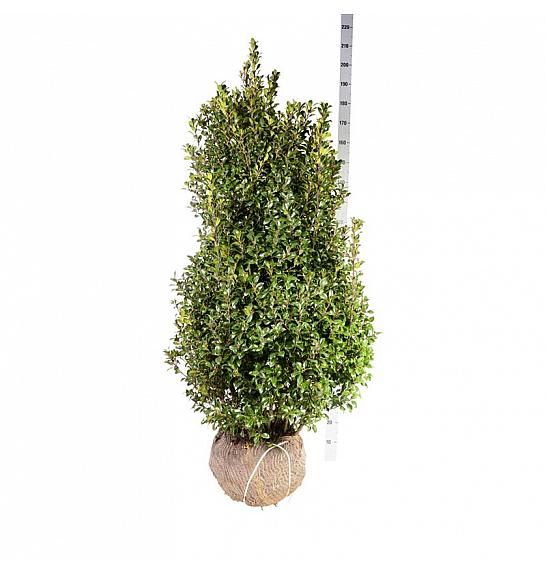 Ilex meserveae Heckenstar PBR bala 125-150 cm extra