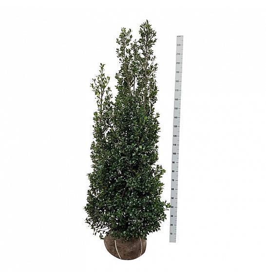 Ilex meserveae Heckenstar PBR bala 175-200 cm extra