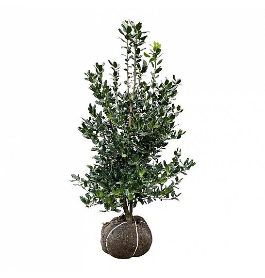 Ilex Nellie R. Stevens bala 125-150 cm