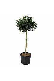 Ilex Nellie R. Stevens C90 Lit. Na steblu 120 cm extra