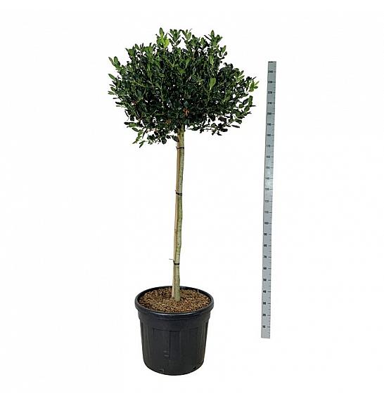 Ilex Nellie R. Stevens C90 Lit. Na steblu 120 cm extra