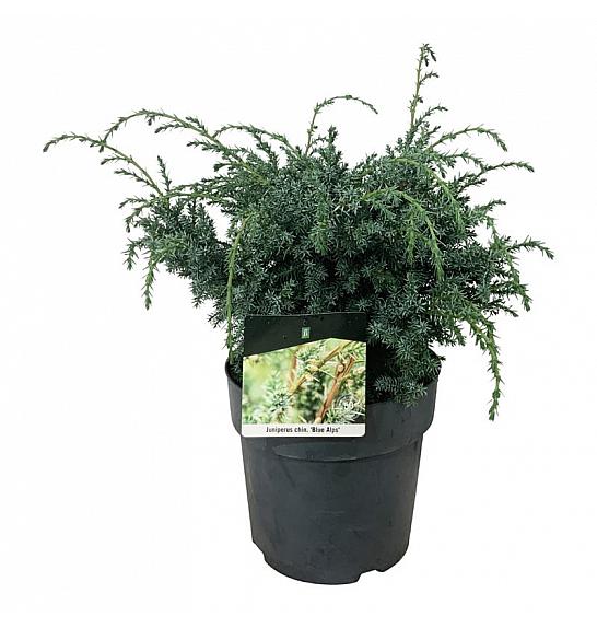 Juniperus chinensis Blue Alps C7 Lit. 30-40 cm
