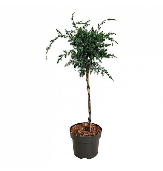 Juniperus chinensis Blue Alps C5 Lit. Na steblu 40 cm