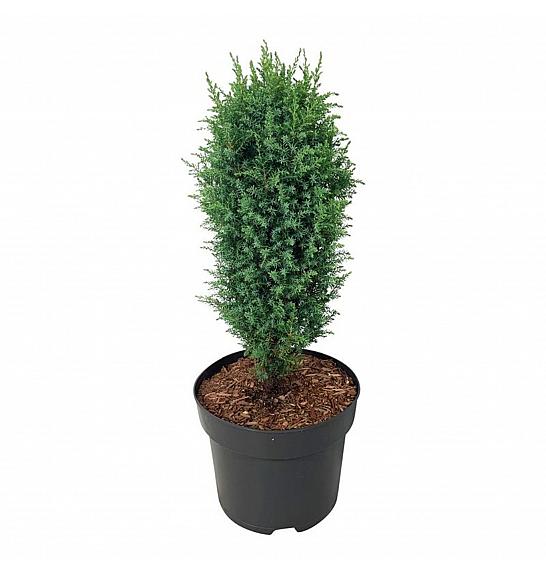 Juniperus communis Compressa C7,5 Lit. 40-50 cm