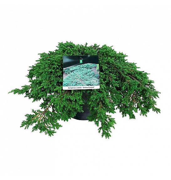 Juniperus communis Green Carpet C7 Lit. 40-50 cm