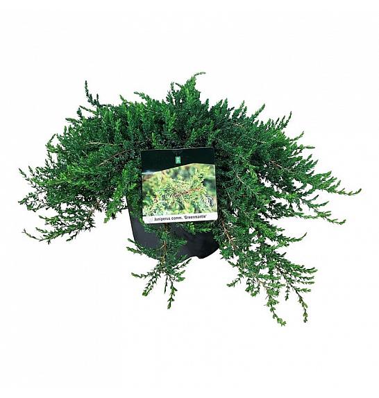 Juniperus communis Greenmantle C7 Lit. 40-50 cm