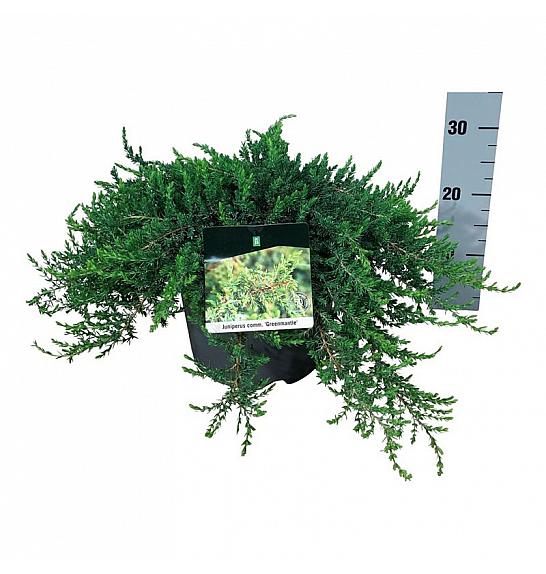 Juniperus communis Greenmantle C7 Lit. 40-50 cm