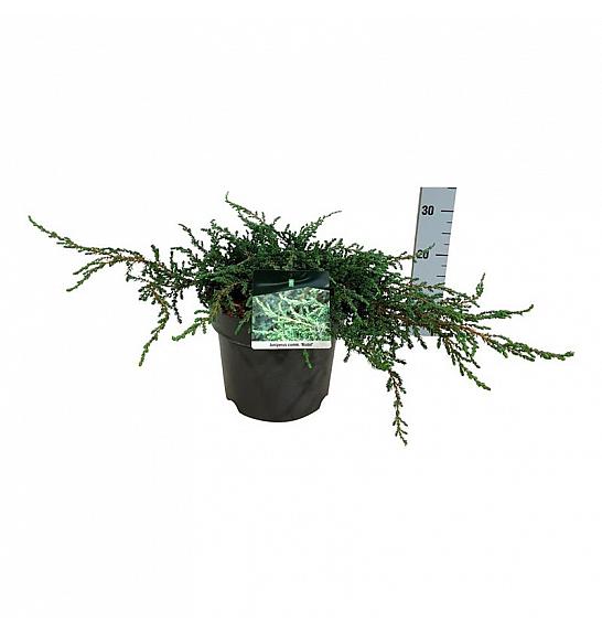 Juniperus communis Ristol C7 Lit. 40-50 cm