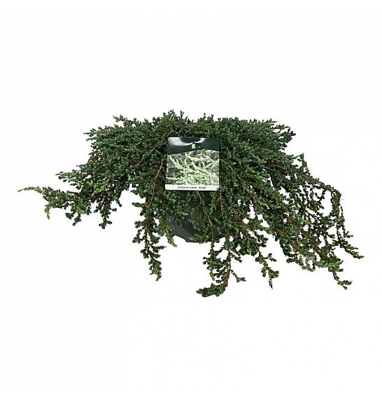 Juniperus communis Ristol C7,5 Lit. 60-80 cm