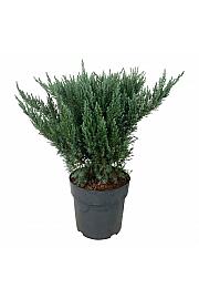 Juniperus pfitzeriana Blue Chiffon C7 Lit. 40-50 cm