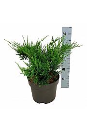 Juniperus pfitzeriana Mint Julep C7 Lit. 30-40 cm