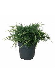 Juniperus media Pfitzeriana Aurea C7 Lit. 30-40 cm