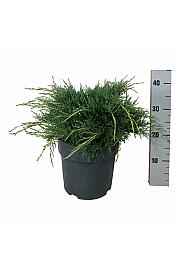 Juniperus media Pfitzeriana Aurea C7 Lit. 30-40 cm