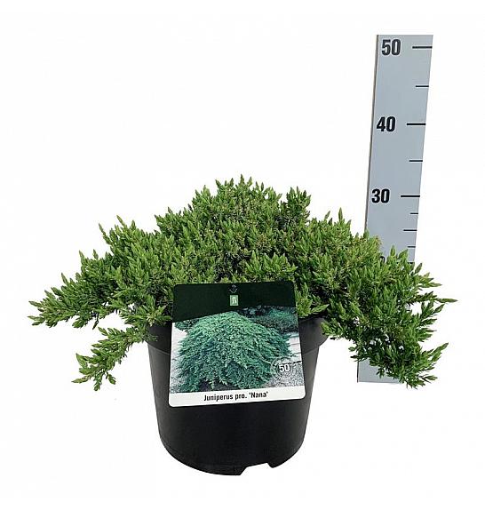 Juniperus procumbens Nana C7 Lit. 30-40 cm