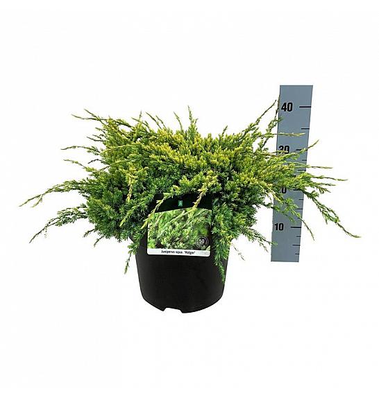 Juniperus squamata Holger C7 Lit. 30-40 cm