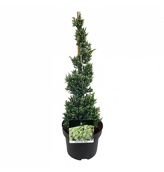 Juniperus squamata Holger C5 Lit. 40-50 cm; Piramida