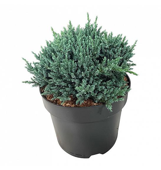 Juniperus squamata Tropical Blue C7 Lit. 25-30 cm