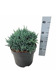 Juniperus squamata Tropical Blue C7 Lit. 25-30 cm