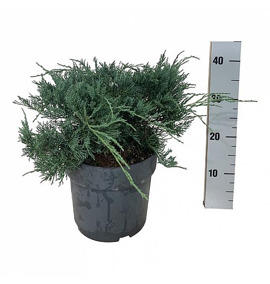 Juniperus virginiana Grey Owl C7 Lit. 30-40 cm