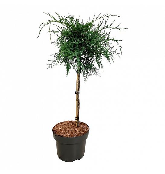 Juniperus virginiana Grey Owl C5 Lit. Na steblu 40 cm