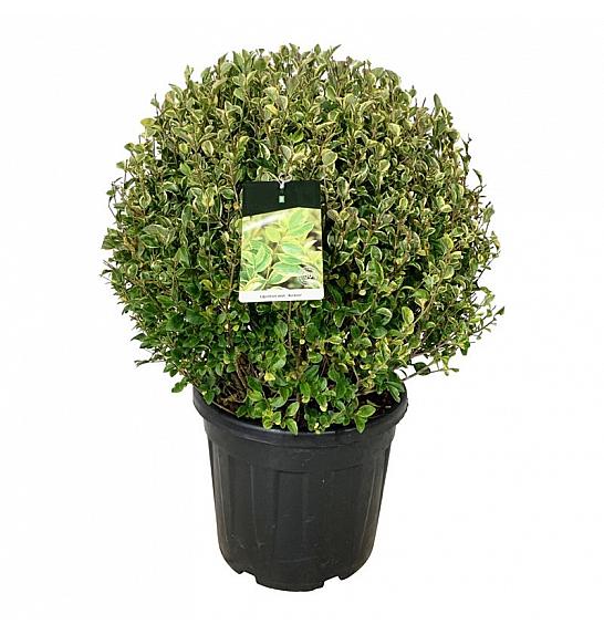 Ligustrum ovalifolium Aureum C55 Lit. 70-80 cm Krogla extra