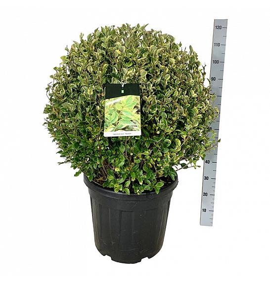Ligustrum ovalifolium Aureum C55 Lit. 70-80 cm Krogla extra