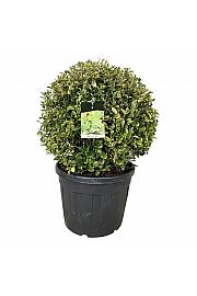 Ligustrum ovalifolium Aureum C90 Lit. 80-90 cm Krogla extra