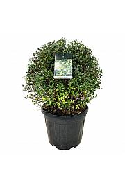Ligustrum vulgaris Atrovirens C55 Lit. 70-80 cm Krogla extra