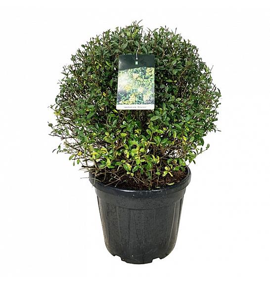 Ligustrum vulgaris Atrovirens C55 Lit. 70-80 cm Krogla extra