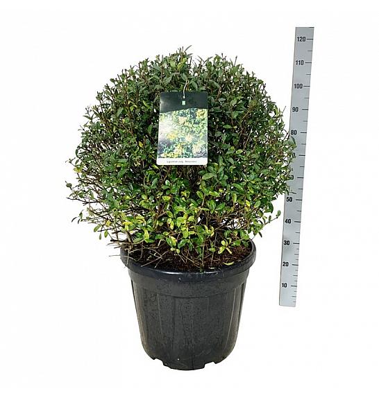 Ligustrum vulgaris Atrovirens C55 Lit. 70-80 cm Krogla extra