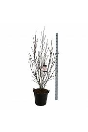 Magnolia Heaven Scent C55 Lit. 175-200 cm extra