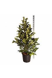 Magnolia loebneri Wildcat C55 Lit. 150-175 cm extra