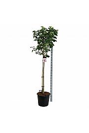 Magnolia Pink Beauty C55 Lit. Na steblu 120 cm extra