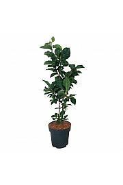 Magnolia soulangeana Cameo C15 Lit. 80-100 cm