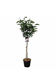 Magnolia soulangeana C15 Lit. Na steblu 90 cm