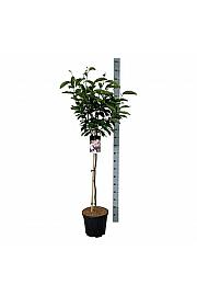 Magnolia soulangeana C15 Lit. Na steblu 90 cm